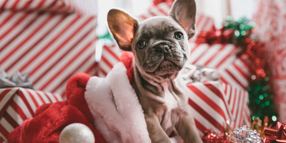 Twas-the-week-before-Christmas-2017.jpg