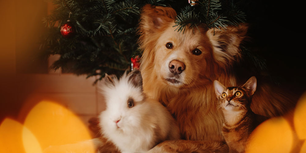 Twas the week before Christmas 2020